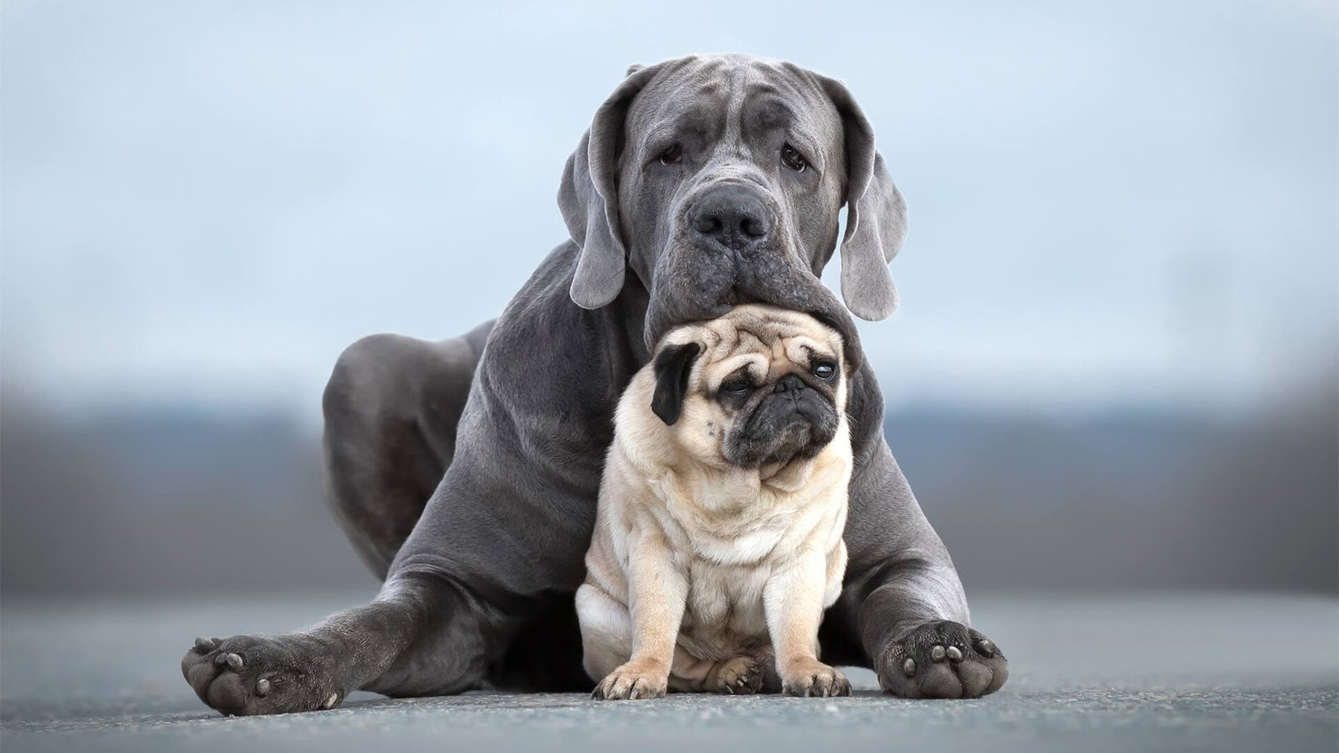 合奏交响，戴维斯杯如何以集体荣耀让温网的优雅独奏黯然失色