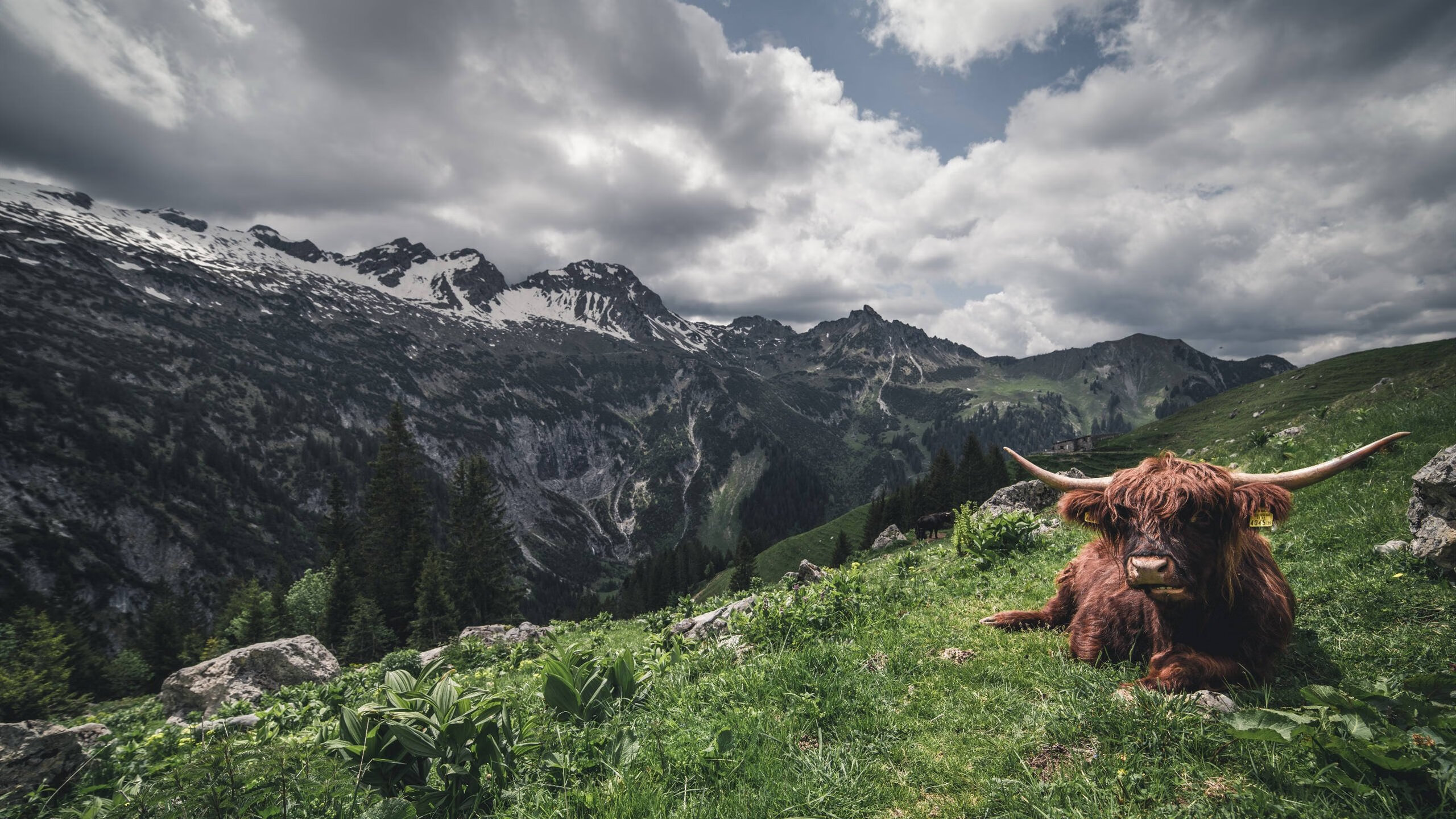 跨界英雄，张继科精神扛起法国队逆转奥地利队的重任