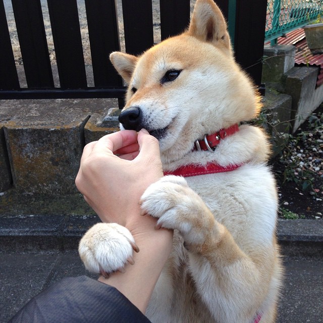 神话再临，奥亚尔萨瓦尔的绝杀之刃，希腊在深渊边缘点亮奥林匹斯之火