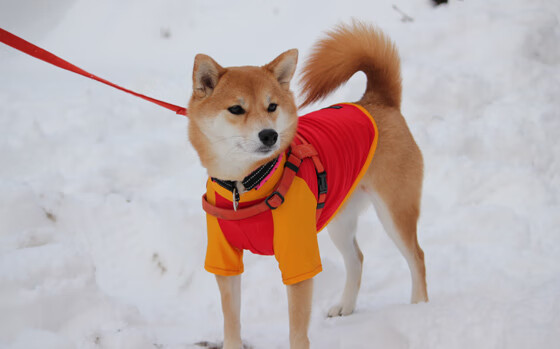 绿茵棋局，坎特一子，英格兰逆转乾坤