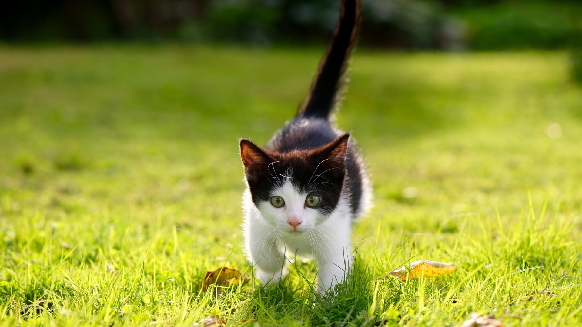 双线告捷,欧冠决赛激情夜与骑士攻陷浙江的决胜启示录