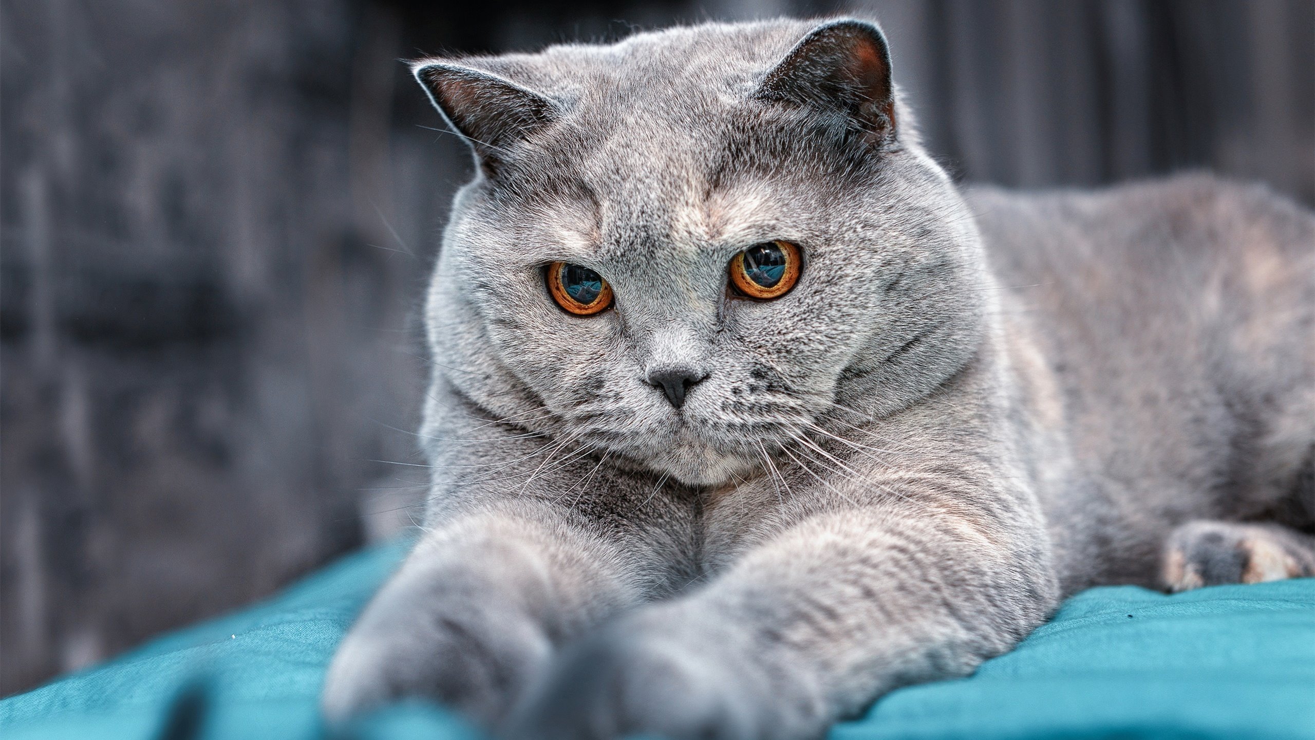 魔幻现实主义之夜，门迪爆发与玻利维亚如何稳稳拿下了AC米兰？