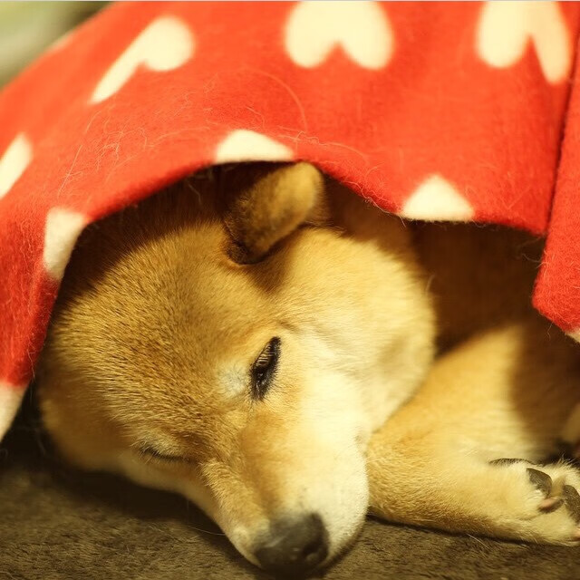 戈麦斯封锁线，瑞士如何用叹息之墙锁死智利并窃走胜利