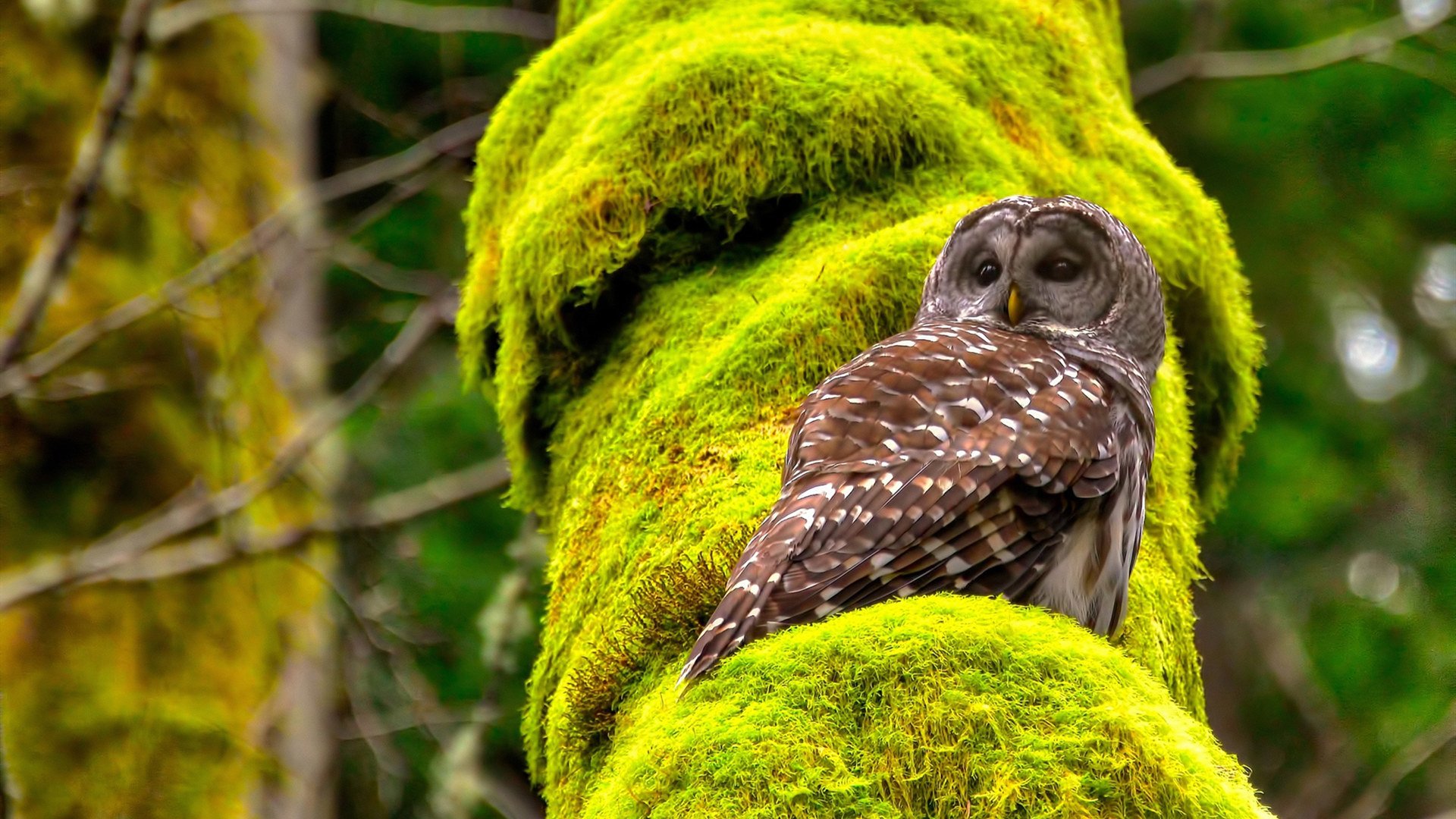 亡灵书带走塞维利亚之夜，当贝林厄姆在NBA季后赛接管比赛