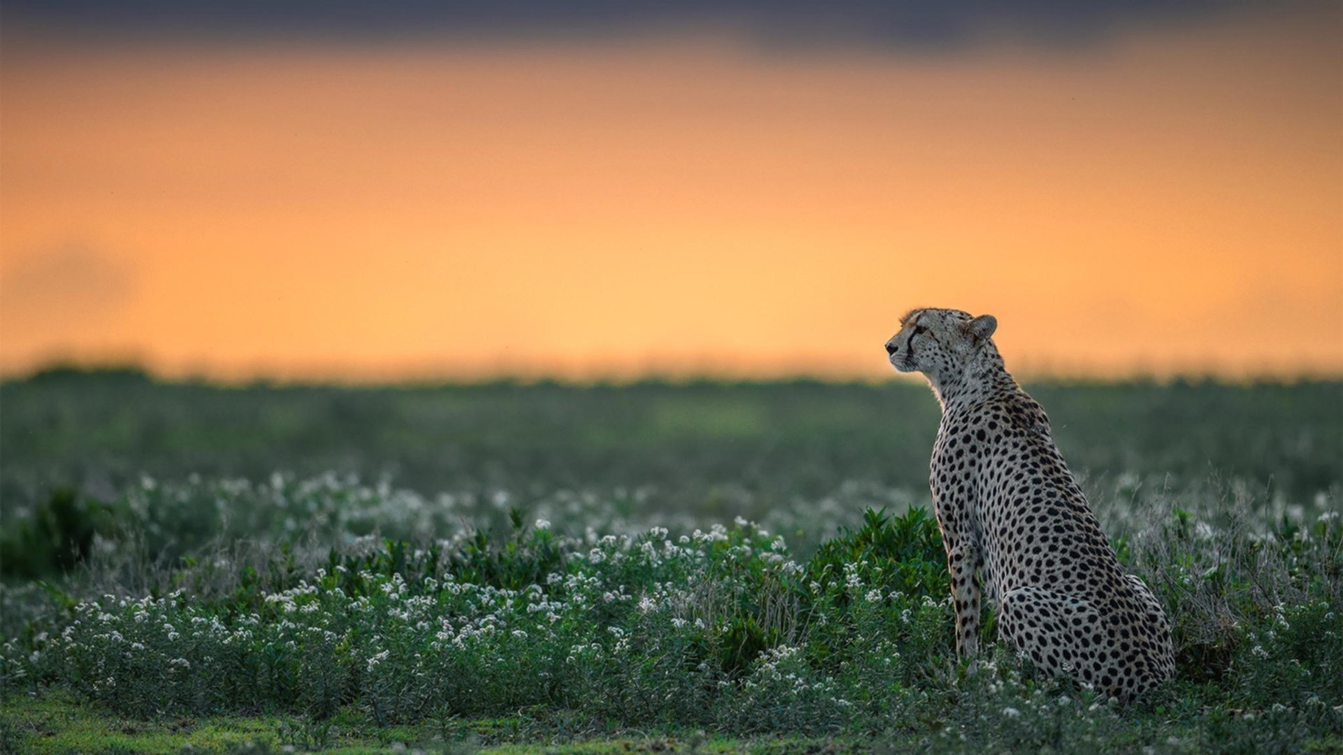 悬念与终结，当欧冠战至窒息，掘金已提前亮剑