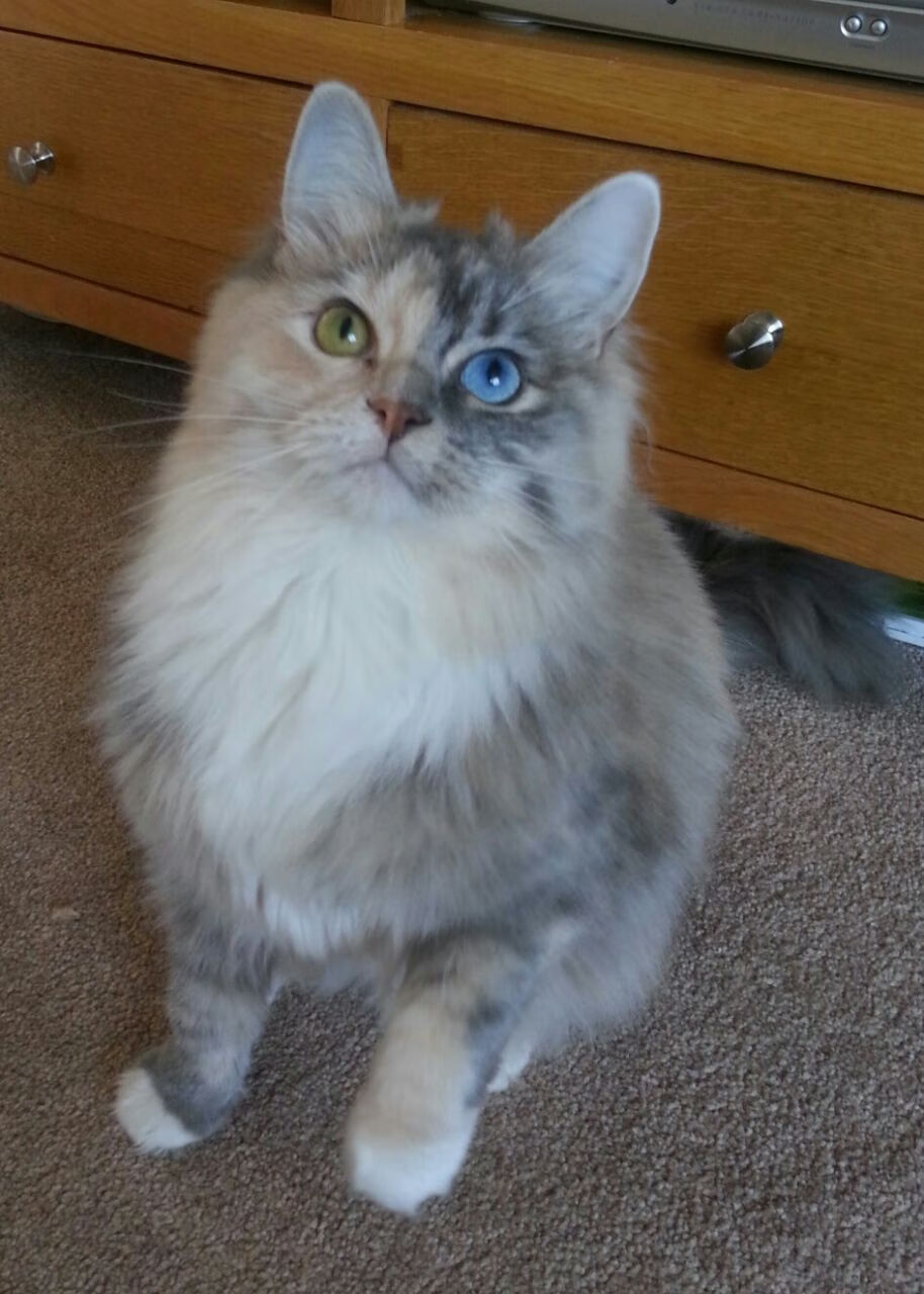 中秋之夜的篮球剧本，小贾伦用一记绝杀为东西方架起桥梁