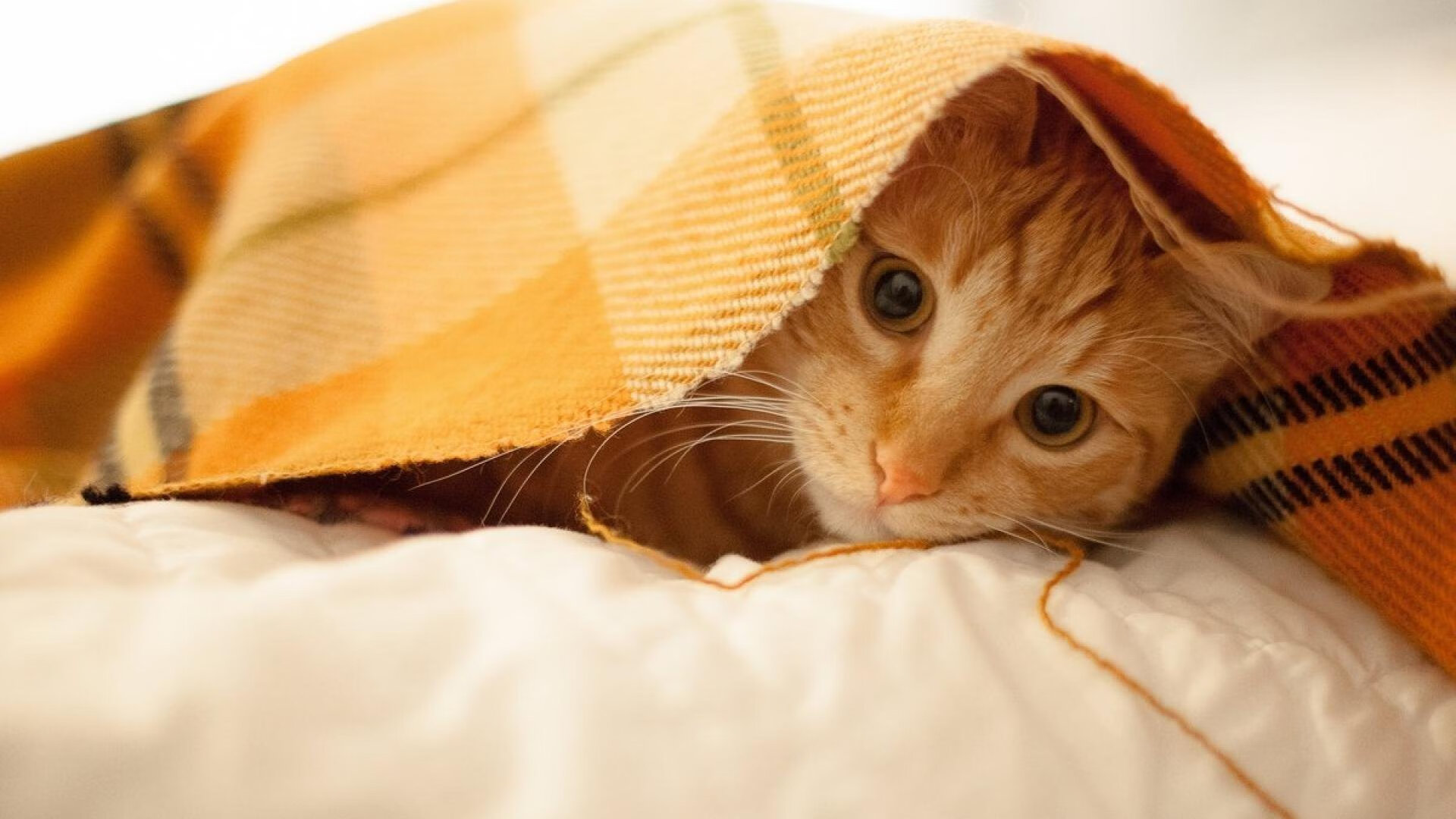 铁闸的裂缝，卡塞米罗的迷失夜与哥伦比亚的致命手术刀