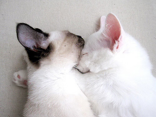 奥运神杖在手，福克斯于关键战之夜操控赛场命运