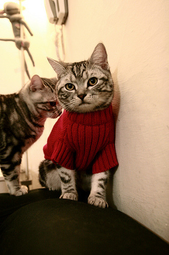 硬木地板上的月亮，武切维奇改写命运的一夜