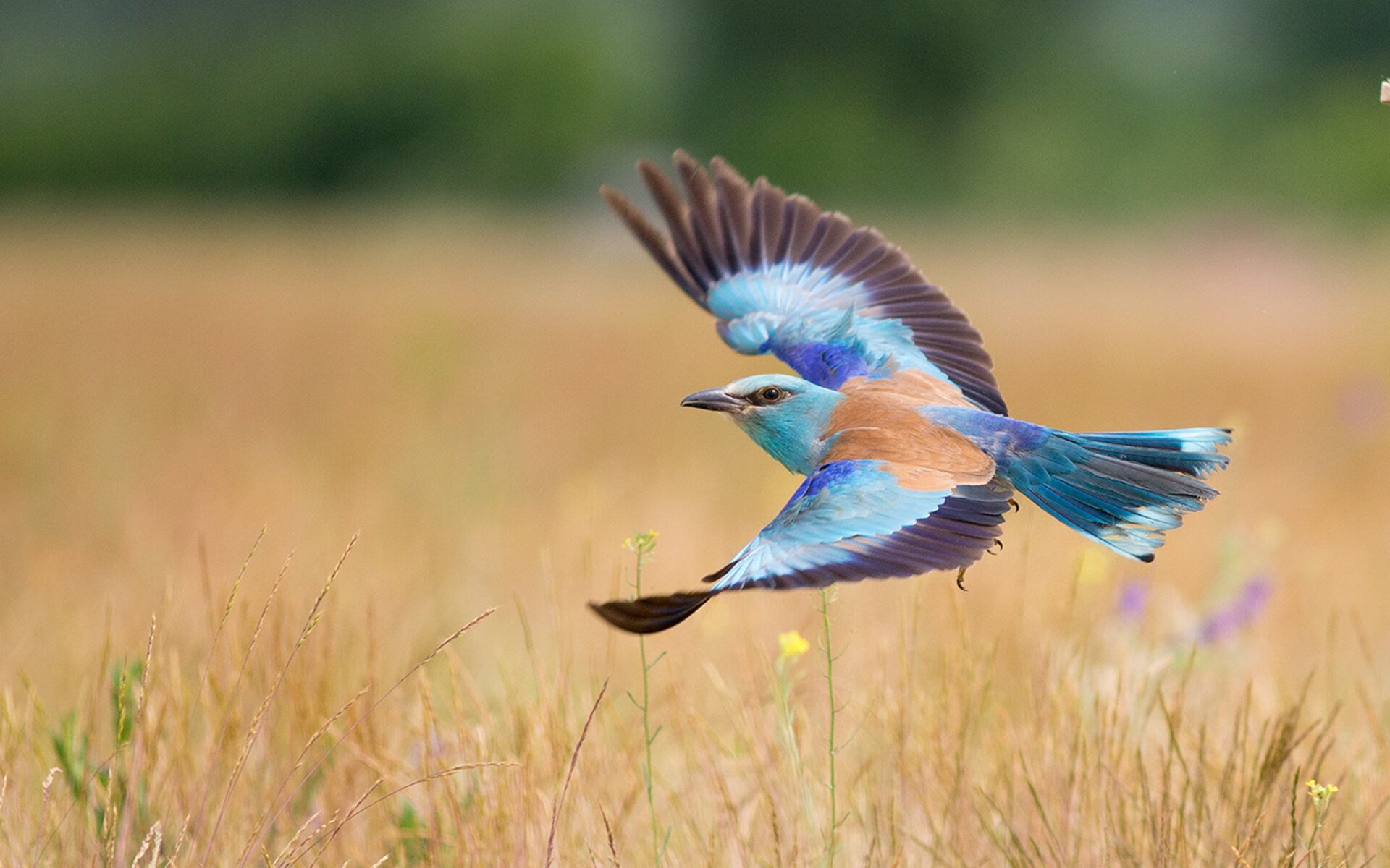降维打击!广东队F1赛车手字母哥,48小时内制霸湖人接管年度争冠