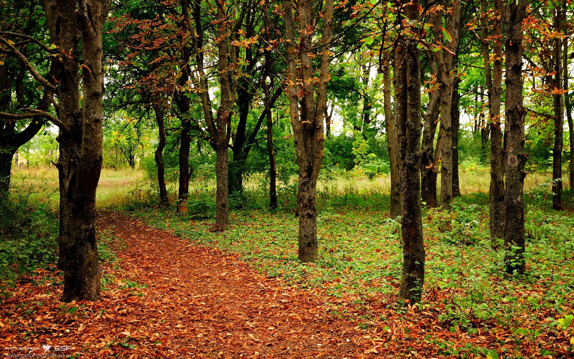 降维打击，尼斯如何用手术刀般的战术肢解加纳，布雷默如何化身防线梦魇
