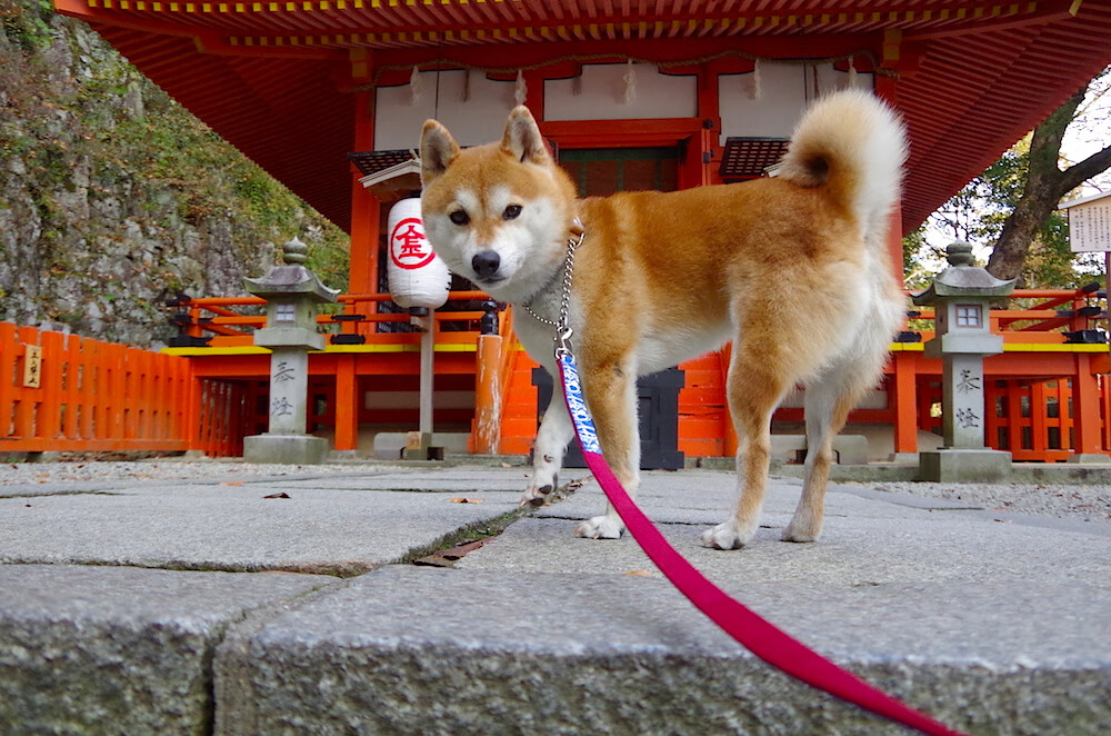 冰冷数据下的唯一裂痕，德里赫特如何用一记头球冻结石破天惊